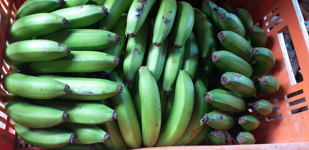 Banano verde criollo