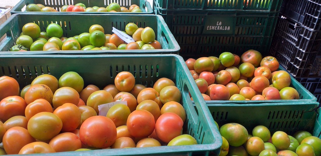 Tomate chonto semi extra