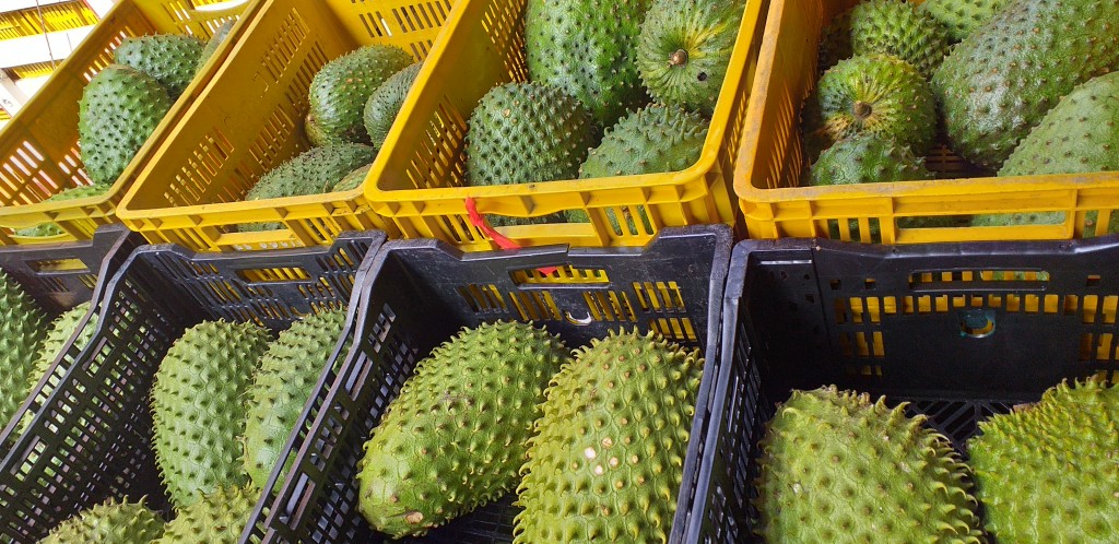Guanabana