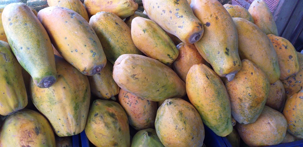 Papaya costeña