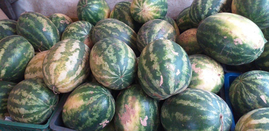 Sandia delgada
