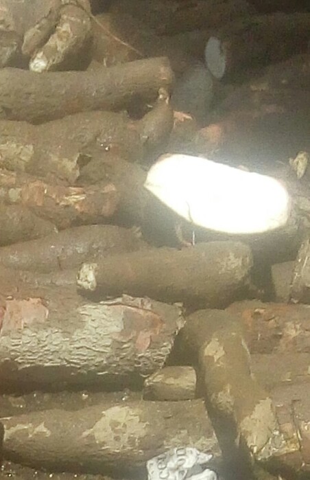 Yuca