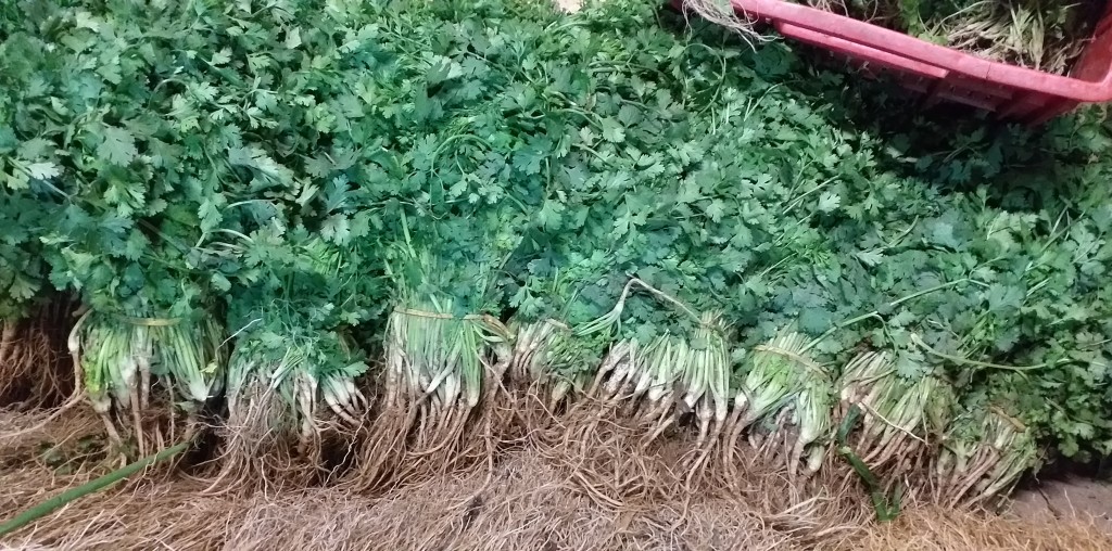 Cilantro