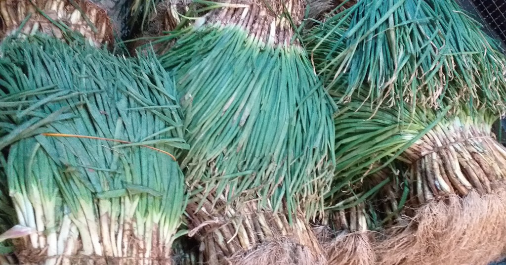 Cebolla de rama