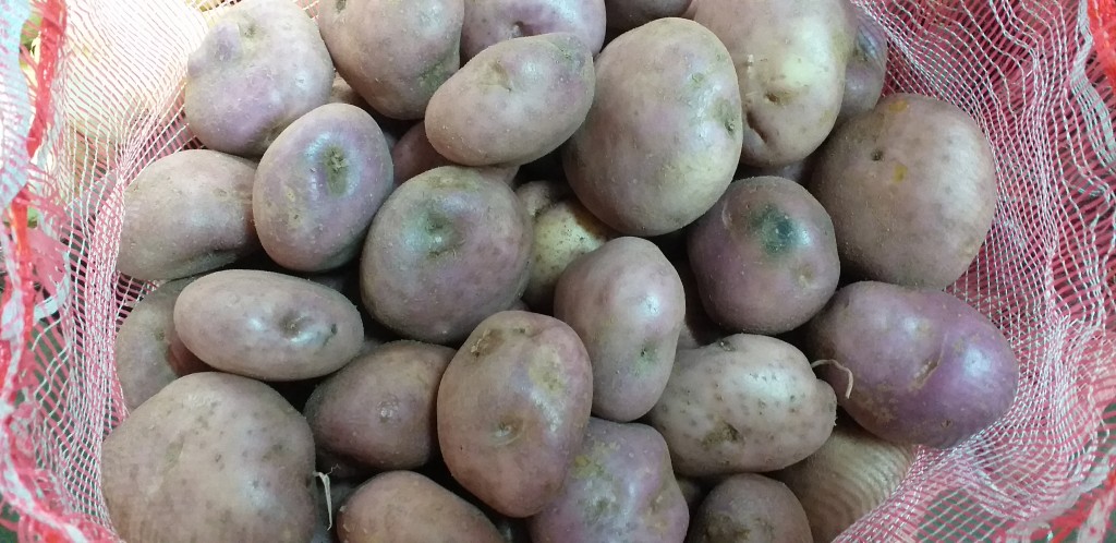 Papa capira gruesa