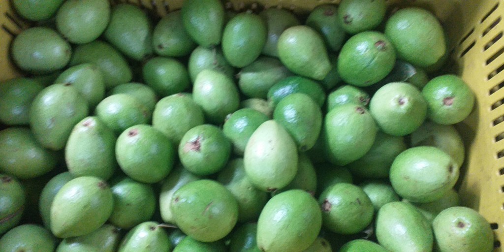 Guayaba pera