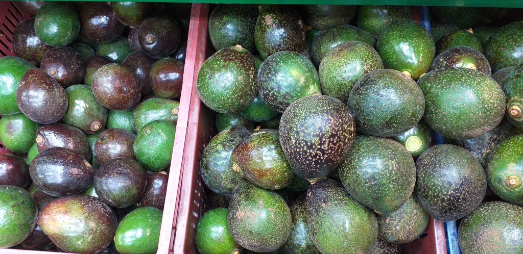 Aguacate colin reed