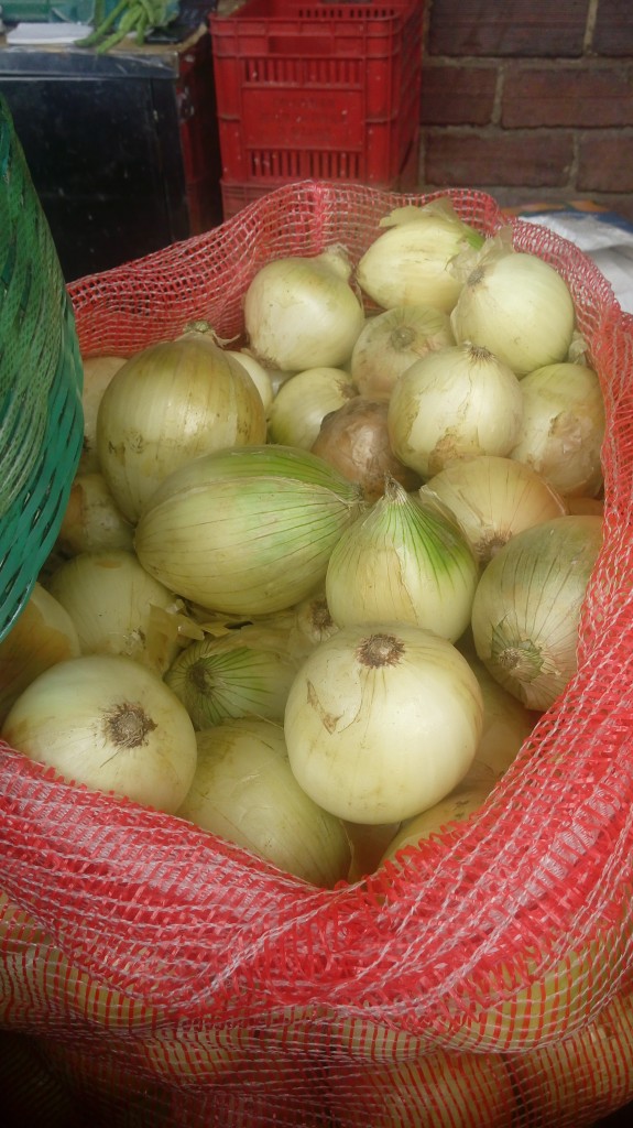 Cebolla cabezona