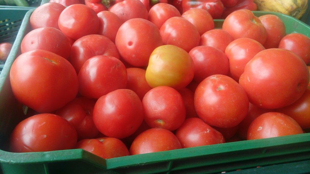 Tomate chonto