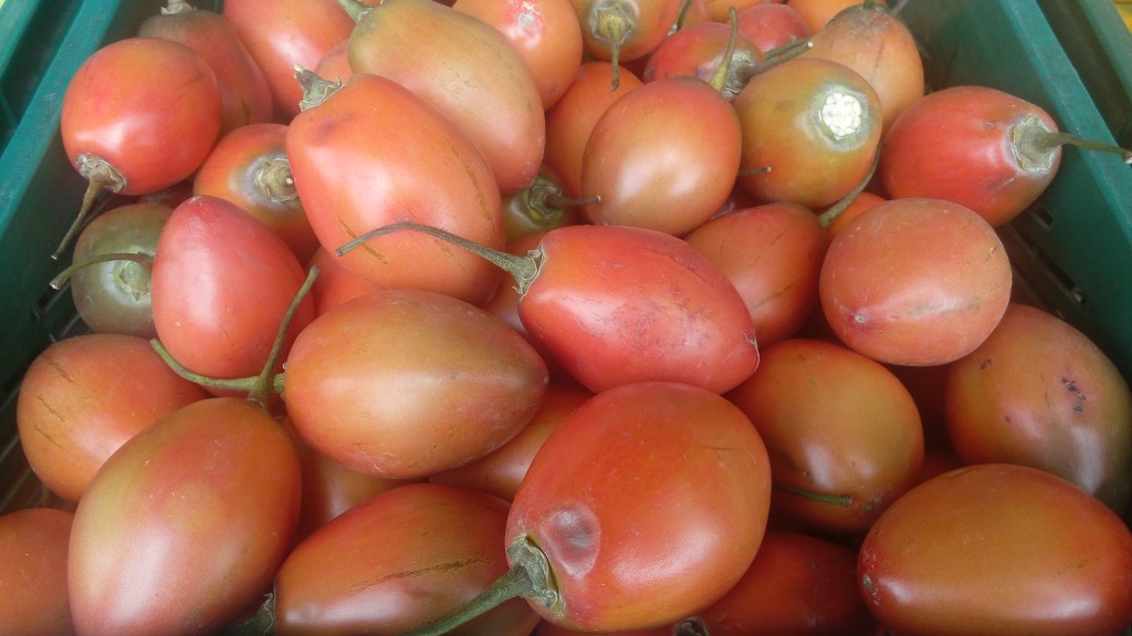 Tomate de árbol