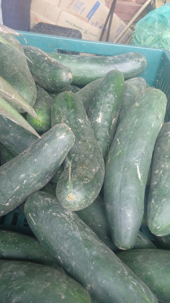 Pepino cohombro