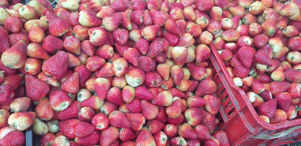 Fresa despitonada
