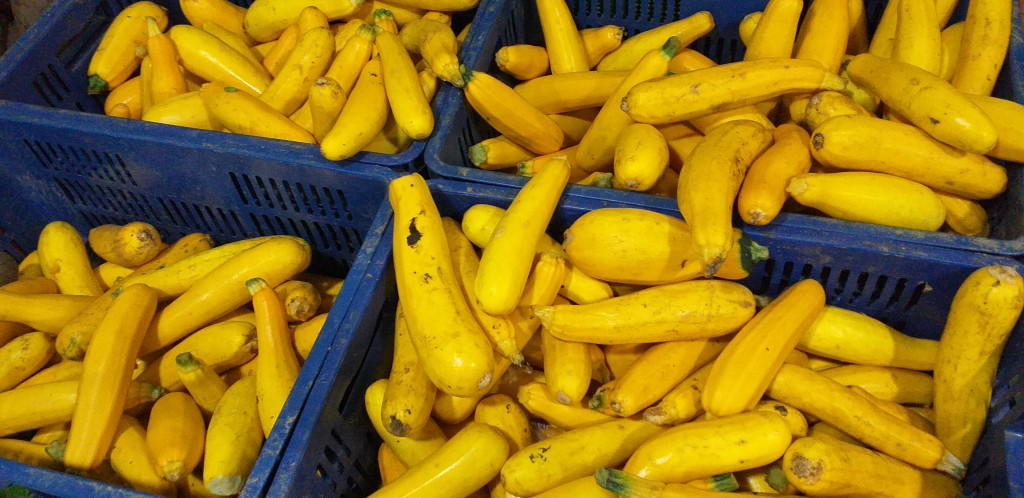 Zucchini amarillo