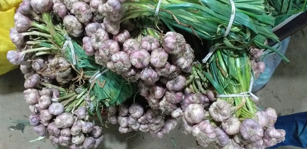 Ajo criollo