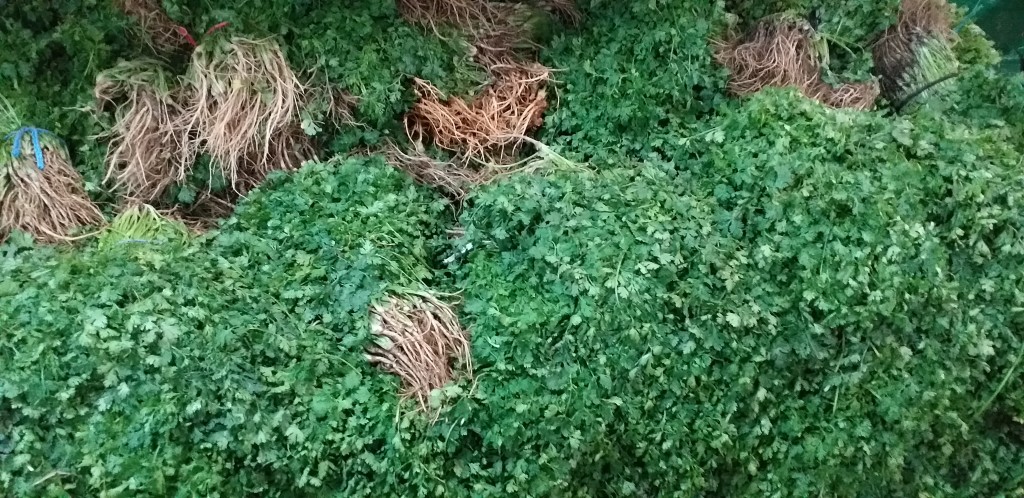 Cilantro