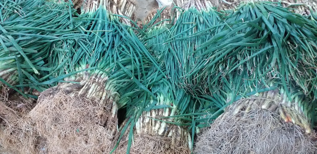 Cebolla de rama