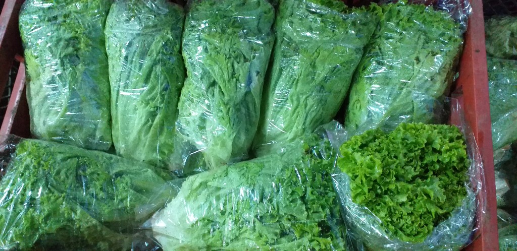 Lechuga crespa