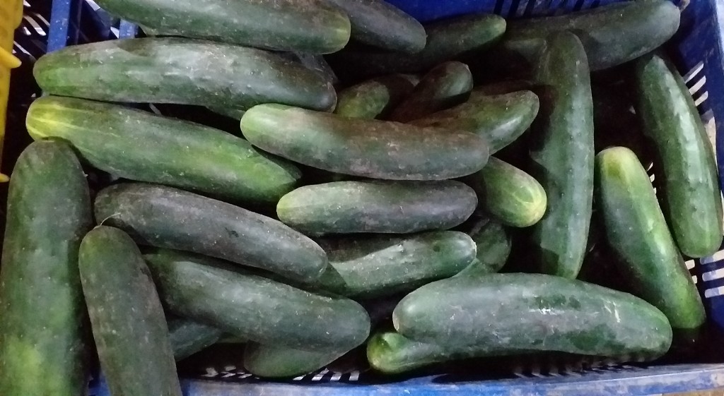Pepino cohombro