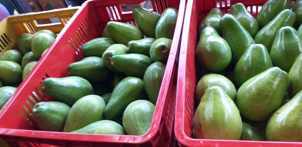 Aguacate papelillo