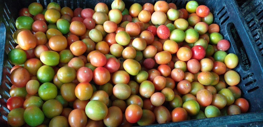 Tomate chonto delgado