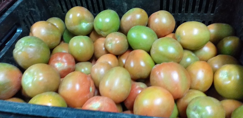 Tomate chonto semiextra