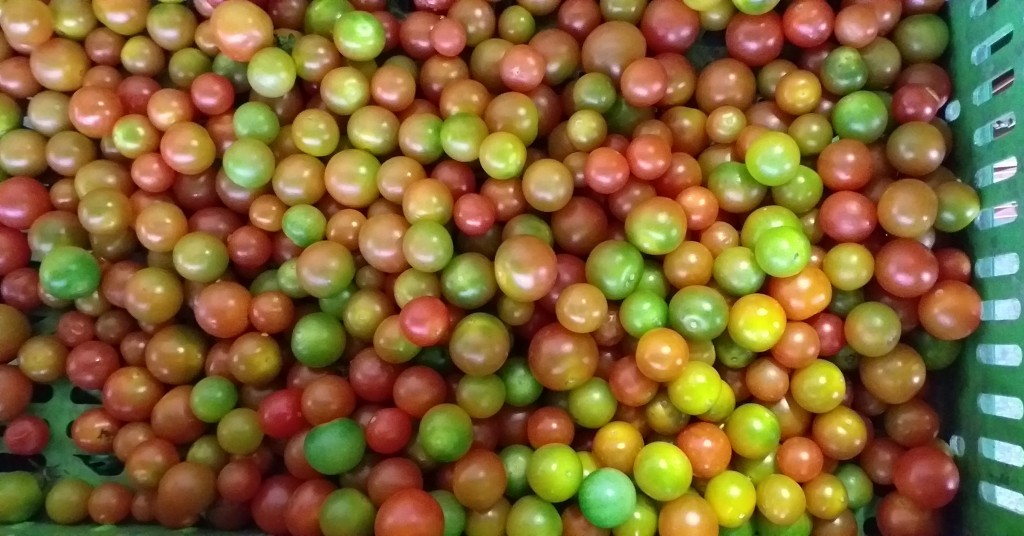 Tomate cherry