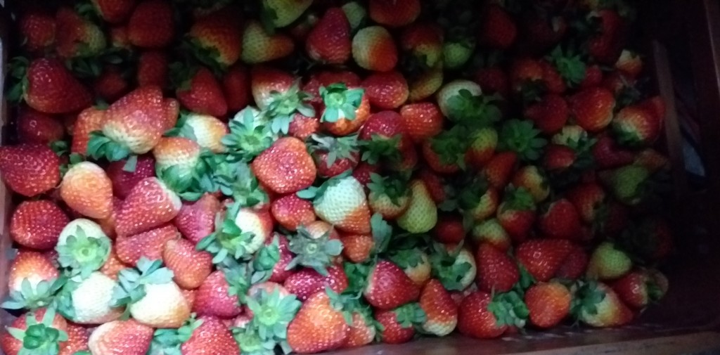 Fresa jumbo