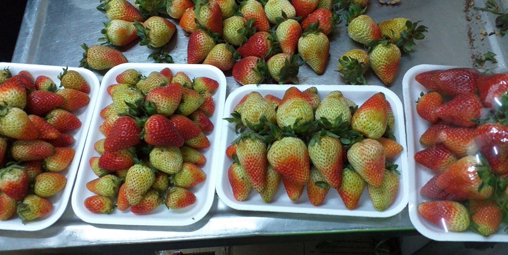 Fresa en bandeja