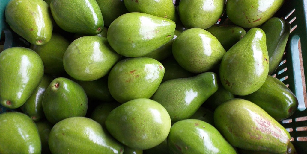 Aguacate papelillo