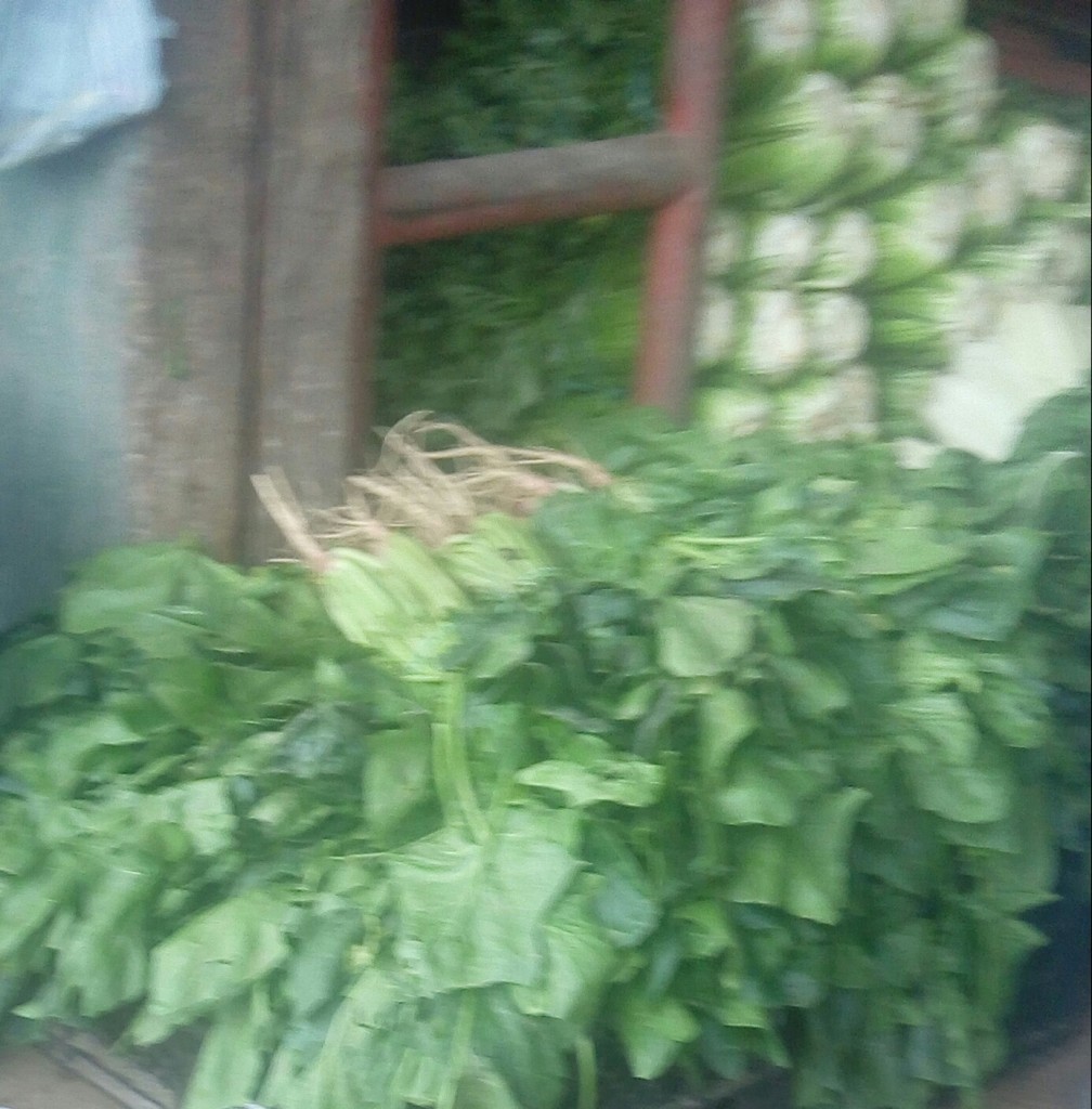 Espinacas