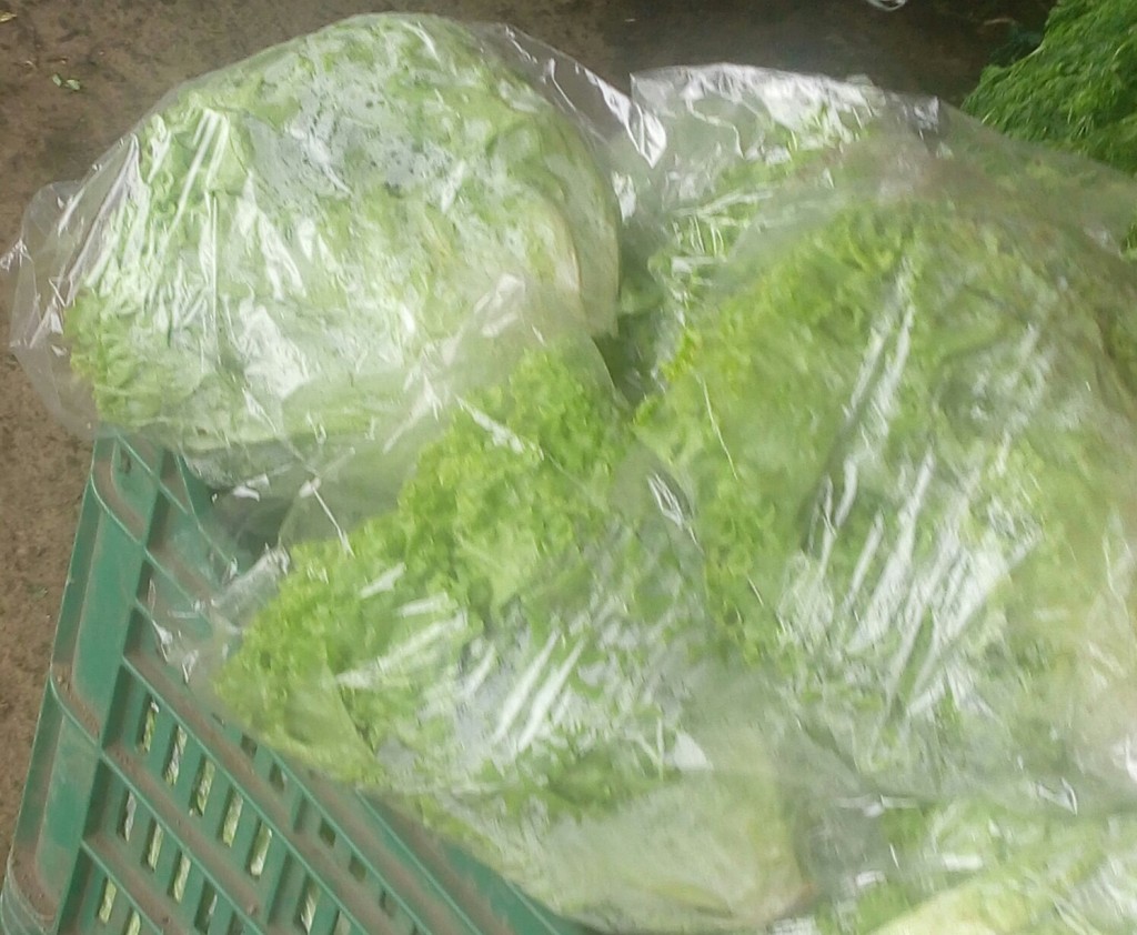 Lechuga