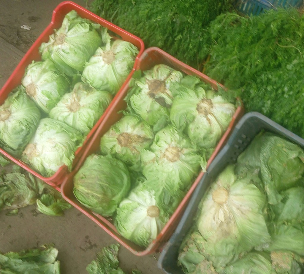 Lechuga Batavia