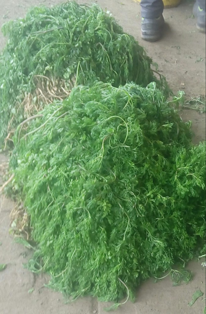 Cilantro