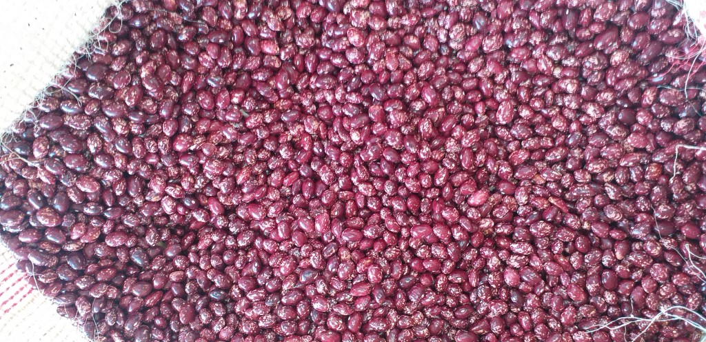 Frijol cargamanto rojo
