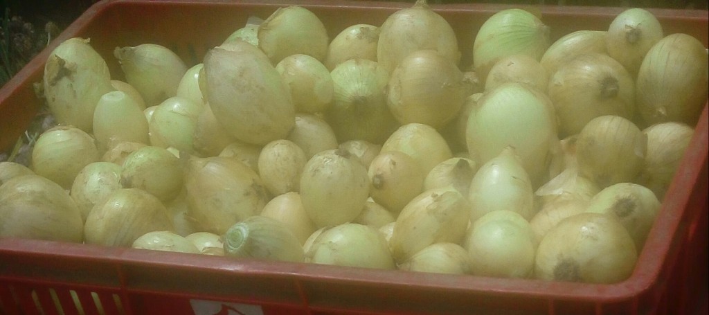Cebolla cabezona