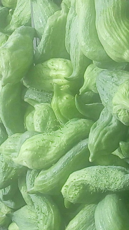 Pepino cohombro