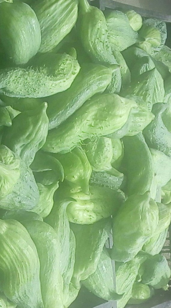 Pepino para guiso