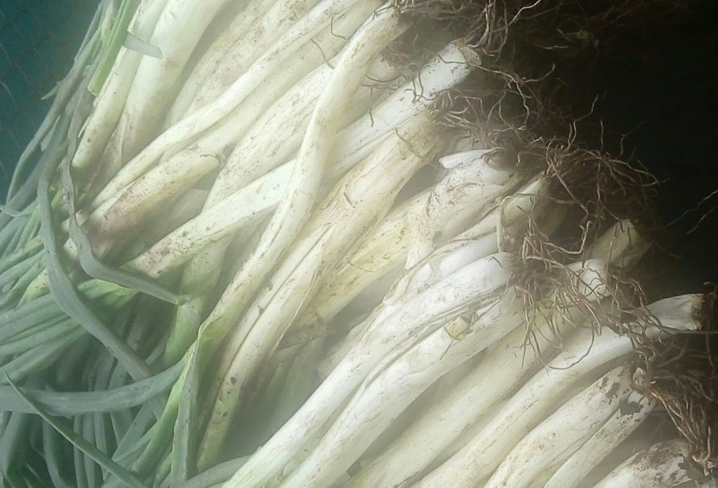 Cebolla larga