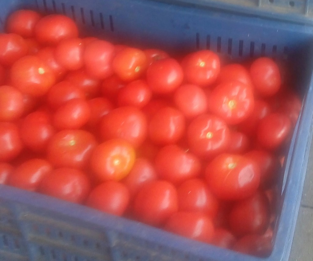 Tomate chonto