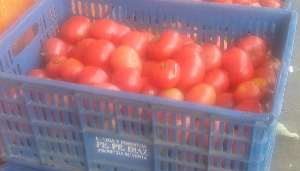 Tomate larga vida