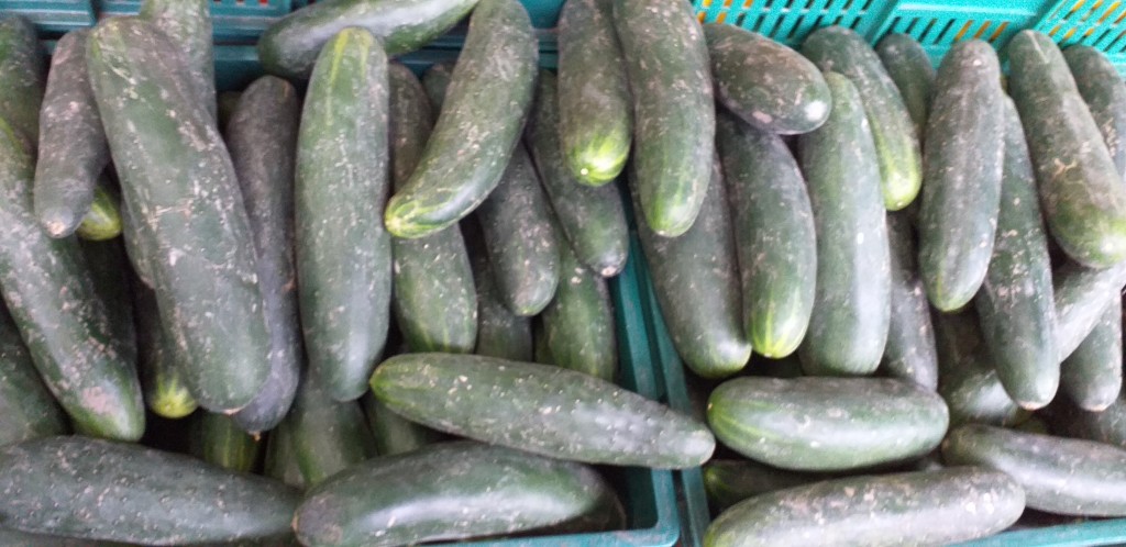 Pepino cohombro