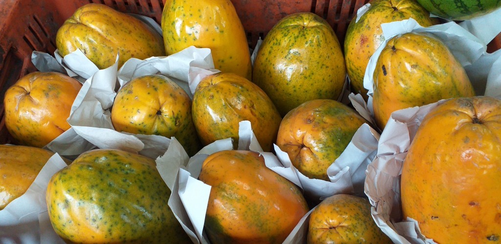 Papaya maradol