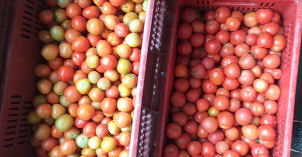 Tomate chonto parejo