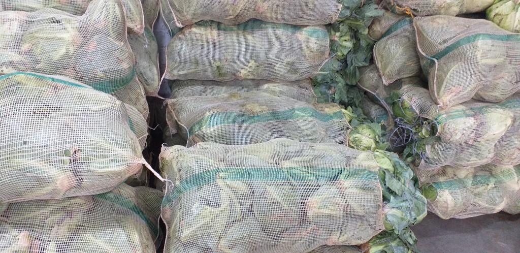 Repollo verde