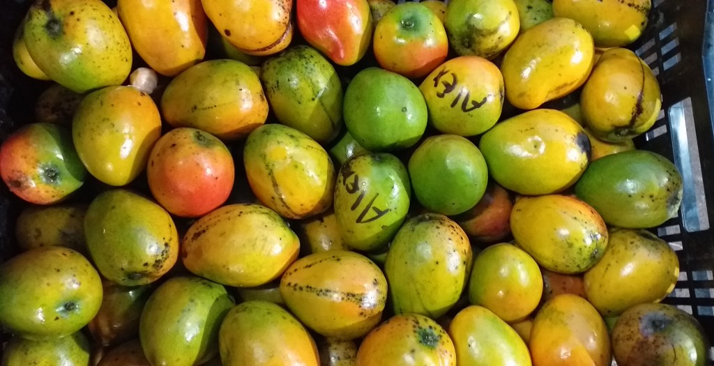 Mango criollo