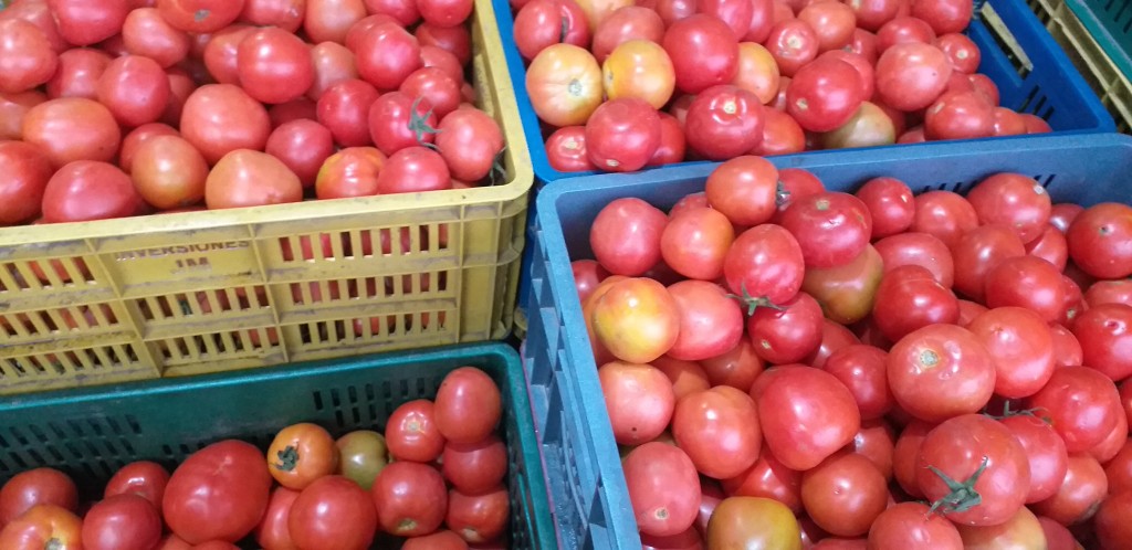 Tomate chonto de 1ra