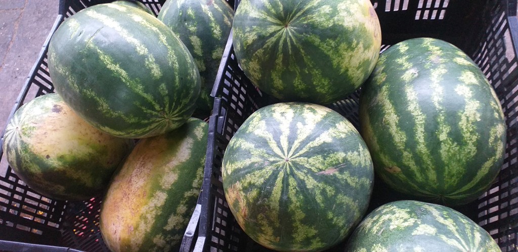 Sandia comun