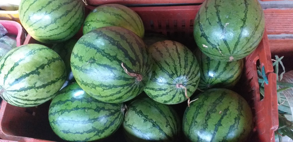 Sandia baby
