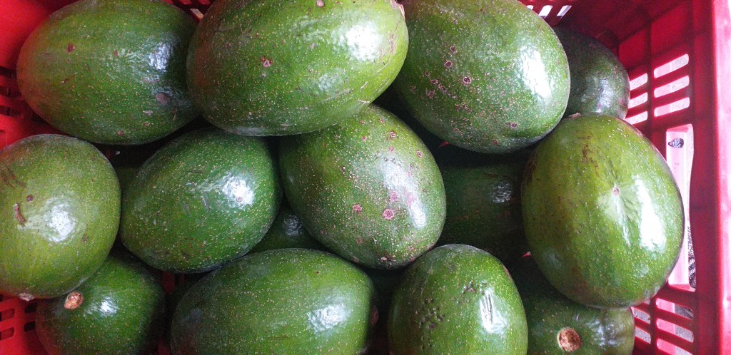 Aguacate choquette