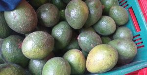 Aguacate booth 8